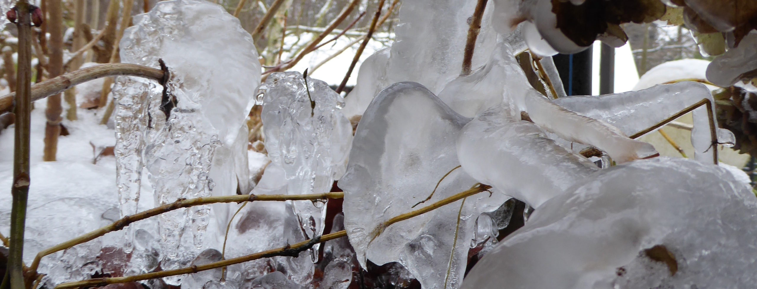 Die Schneeforsythie