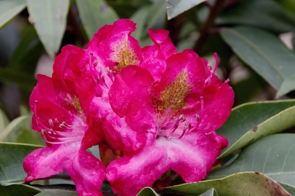 Rhododendron Jugendliebe