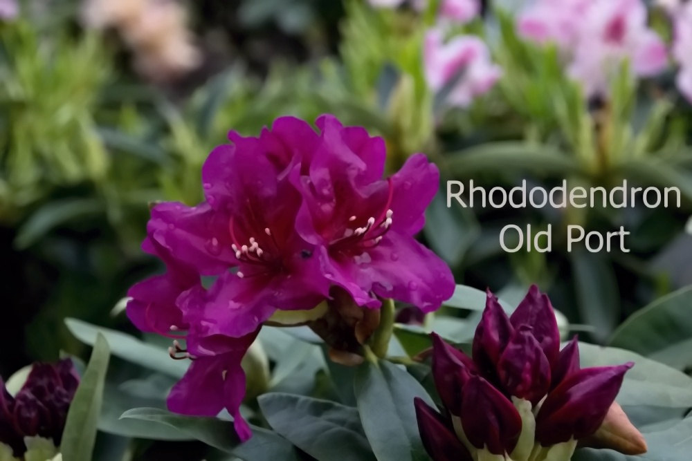 Rhododendron Old Port