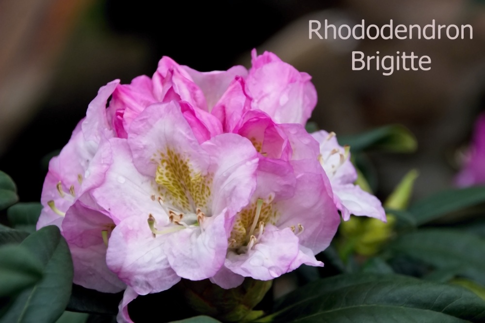 Rhododendron Brigitte