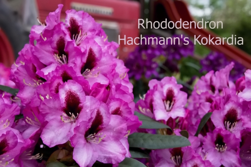 Rhododendron Hachmann's Kokardia