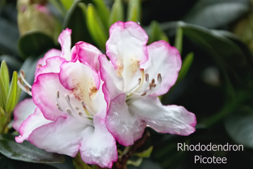Rhododendron Picotee