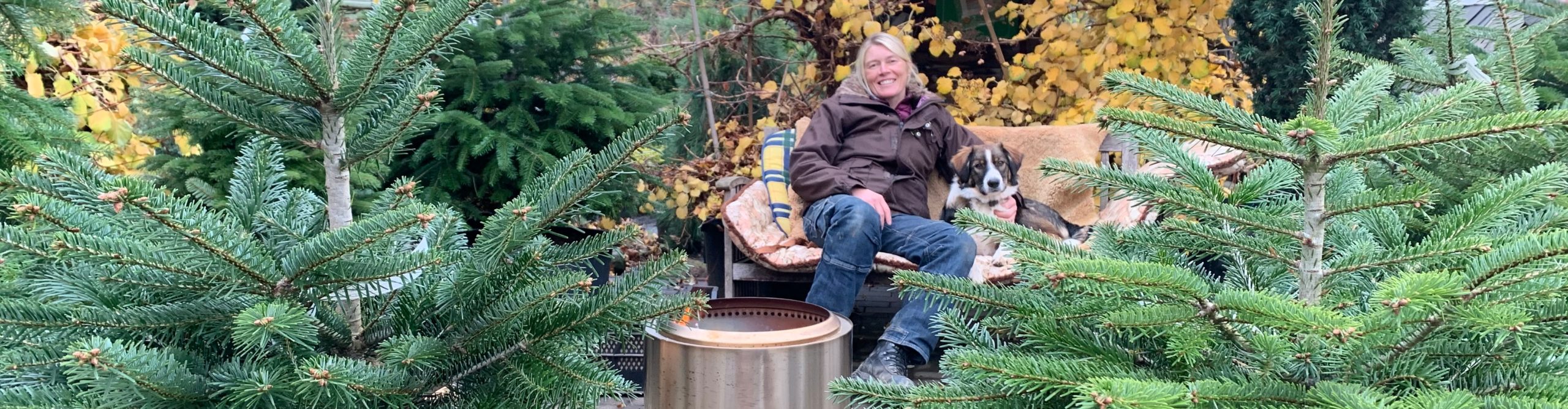 Wunderschöne Weihnachtsbäume – so schön waren sie noch nie