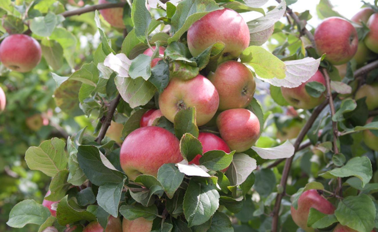 Wuxal Calcium Dünger Baumschule Krause