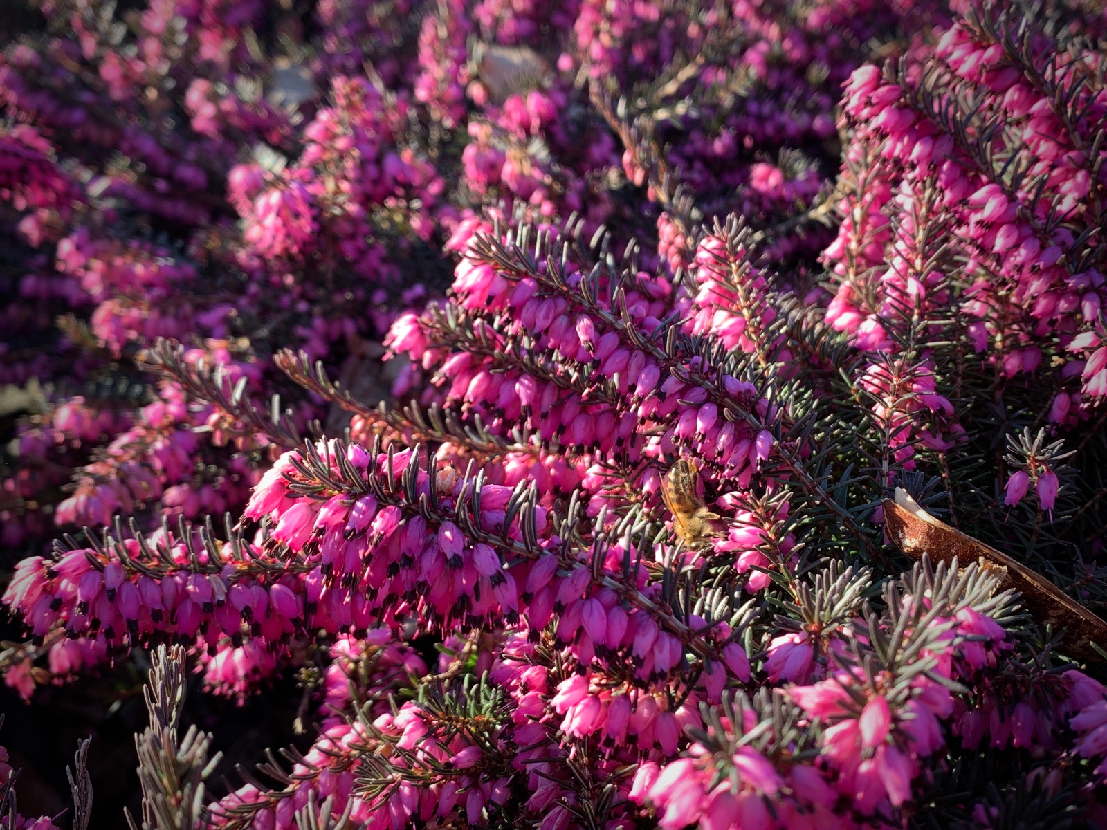 Erica carnea
