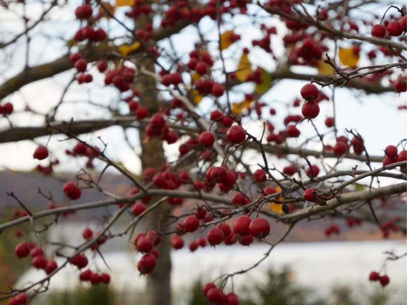 Herbstplfanze-02
