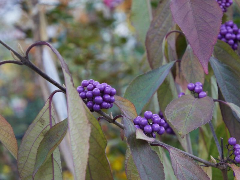 Herbstplfanze-03